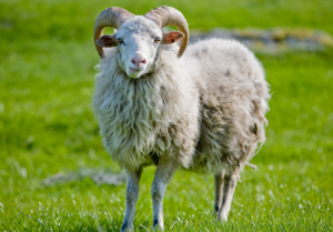 Do sheep have horns