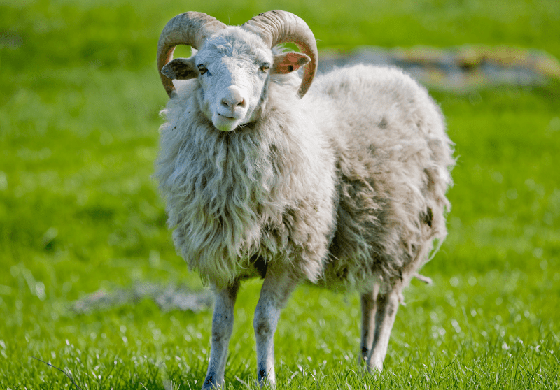 Do Sheep Have Horns What You Need To Know Savvy Farm Life
