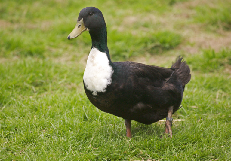 10-incredible-black-white-duck-breeds-with-pictures-savvy-farm-life