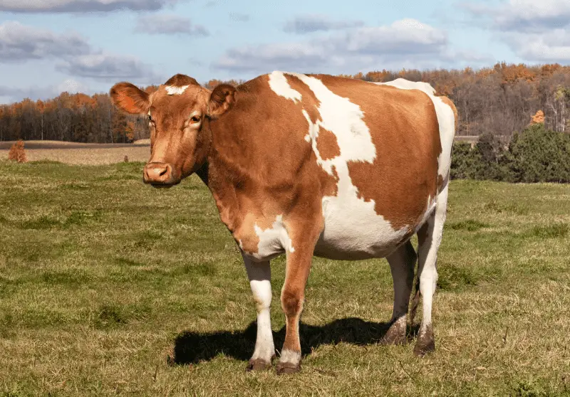 Brown And White Cow Breeds Top 10 Breeds Savvy Farm Life