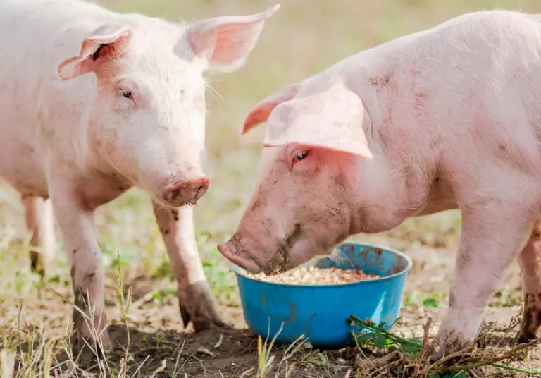 Pigs That Won’t Eat: Causes And Best Solutions – Savvy Farm Life