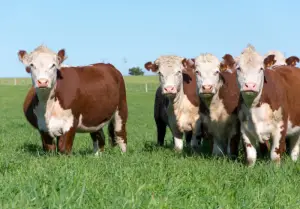 Brown cow breed example