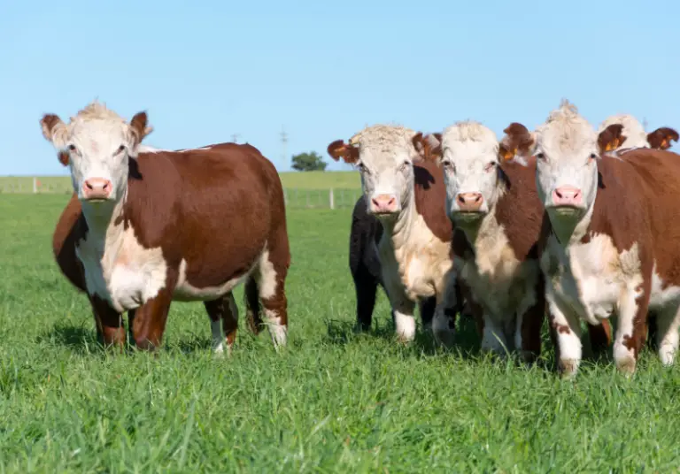 Brown And White Cow Breeds: Top 10 Breeds – Savvy Farm Life