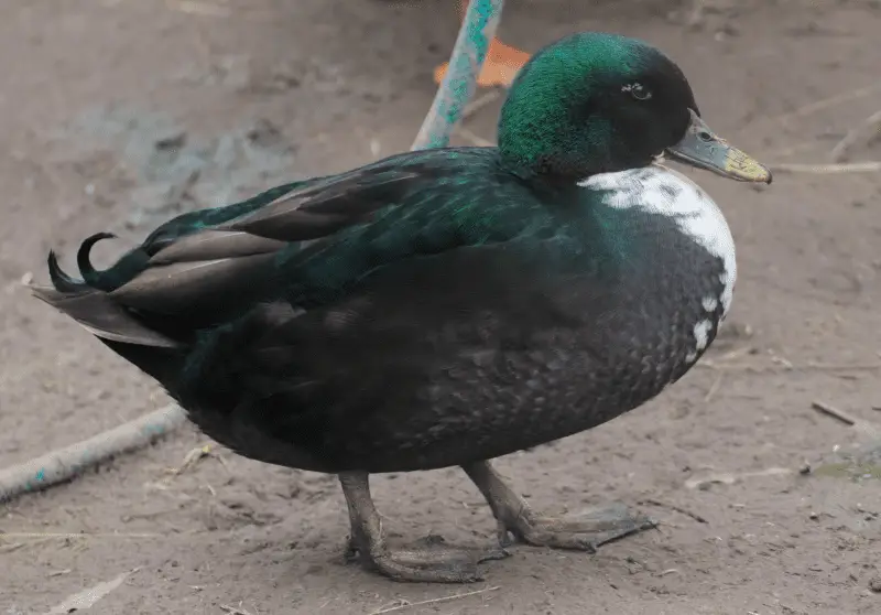 10 Incredible Black And White Duck Breeds With Pictures Savvy Farm Life