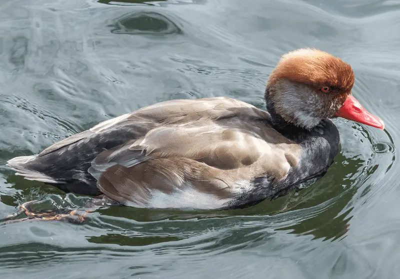 ducks with red beaks