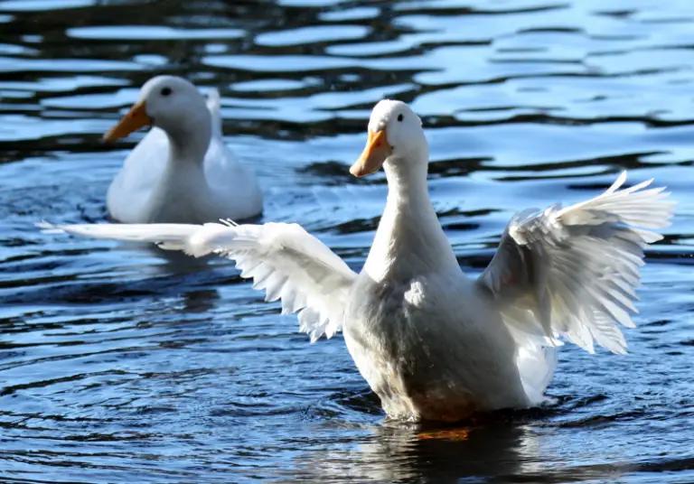 Can Ducks Breed With Geese, Chickens, Turkeys, & Different Breeds