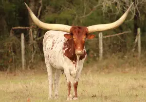 Brown and white texas longhorn cow
