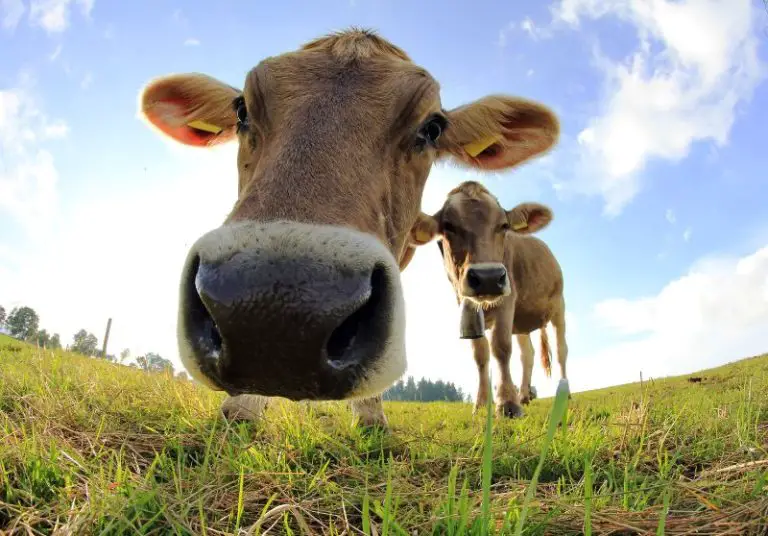 Top 50 Best Cow Quotes and Sayings Savvy Farm Life