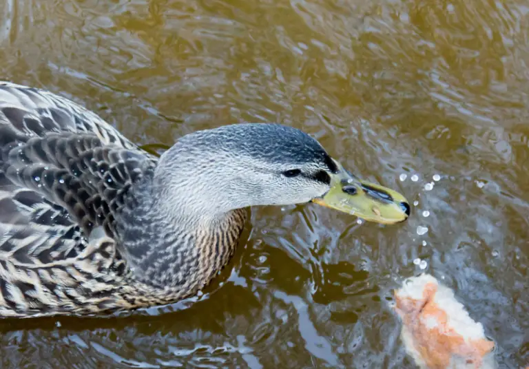 What Ducks Can And Can’t Eat (Ultimate Guide) Savvy Farm Life