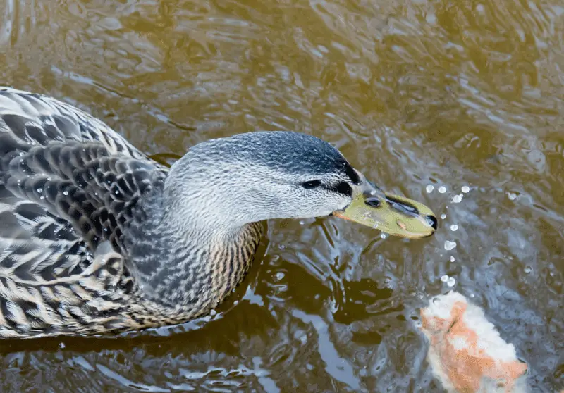 What Ducks Can And Can’t Eat (Ultimate Guide) Savvy Farm Life