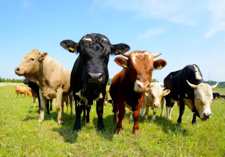 Top 50 Best Cow Quotes and Sayings Savvy Farm Life
