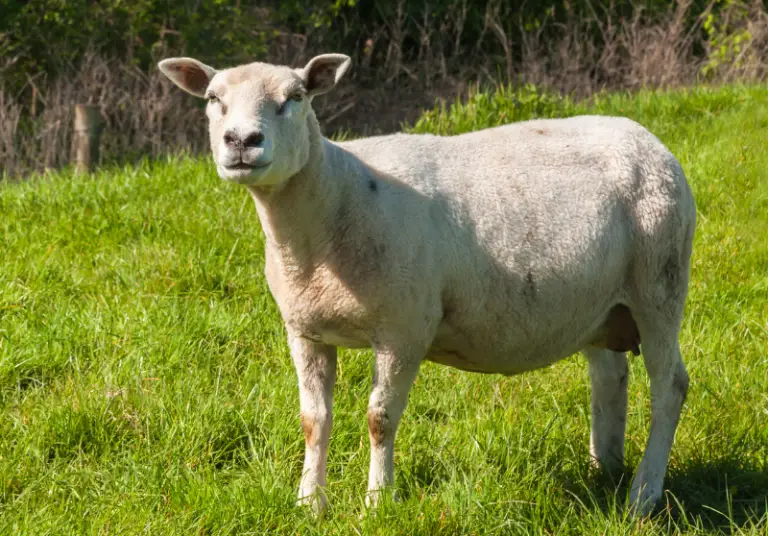 100-female-sheep-name-ideas-best-girl-sheep-names-savvy-farm-life