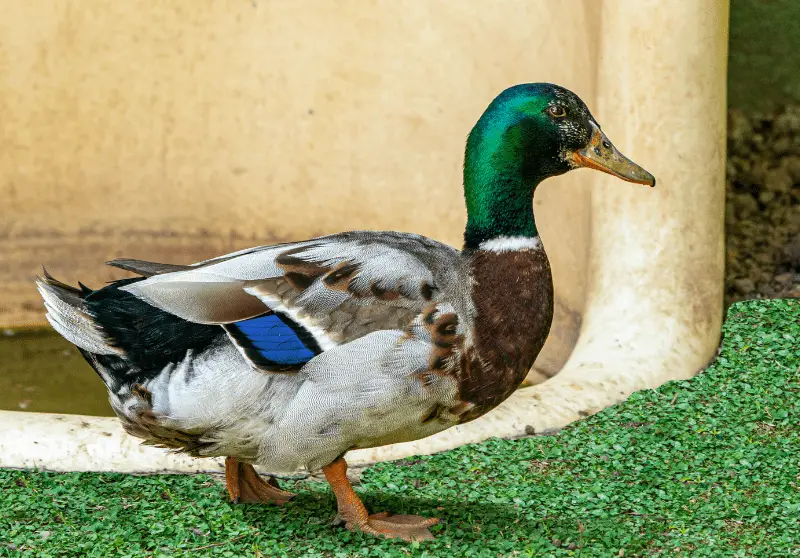 Can Ducks Eat Apples? What You Should Know Savvy Farm Life