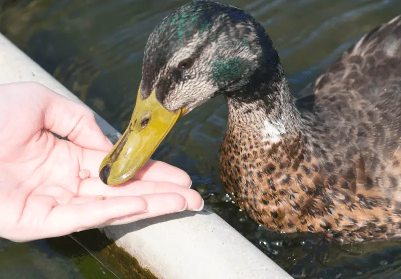 What Ducks Can And Can’t Eat (Ultimate Guide) Savvy Farm Life