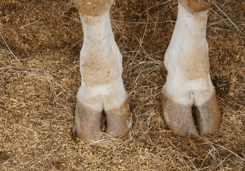 Example Of Sheep Hooves 