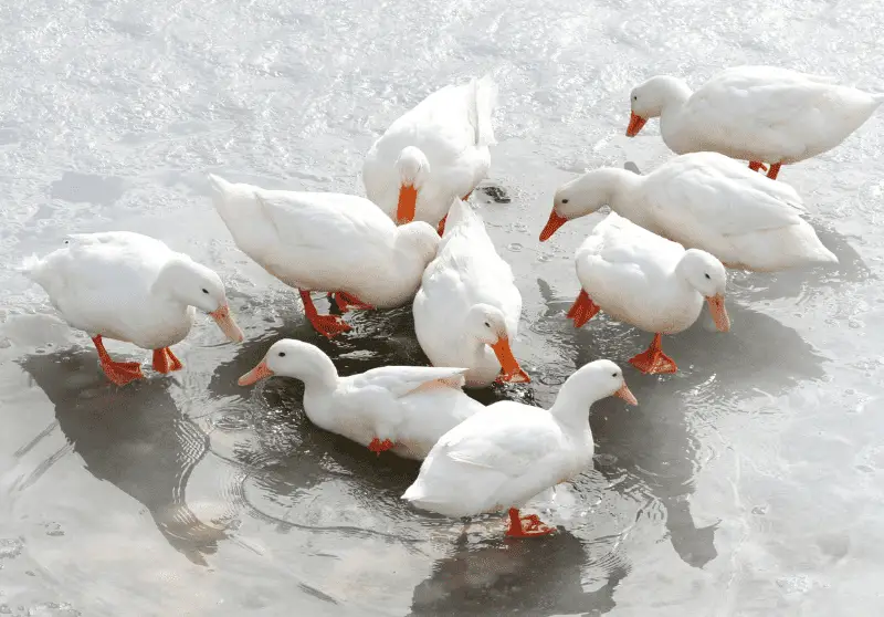 Can Ducks Eat Apples? What You Should Know Savvy Farm Life
