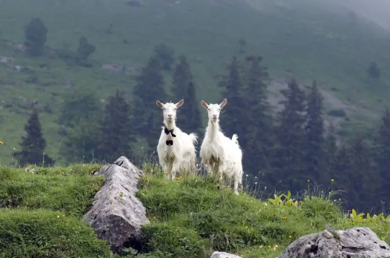 How Many Goats Should You Have Per Acre? Essential Guide Savvy Farm Life