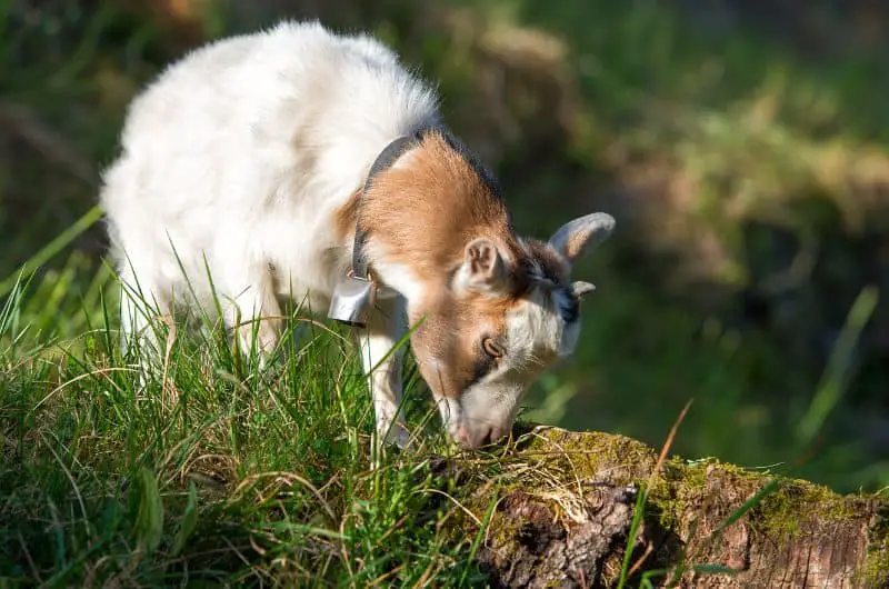 How Many Goats Should You Have Per Acre? Essential Guide Savvy Farm Life