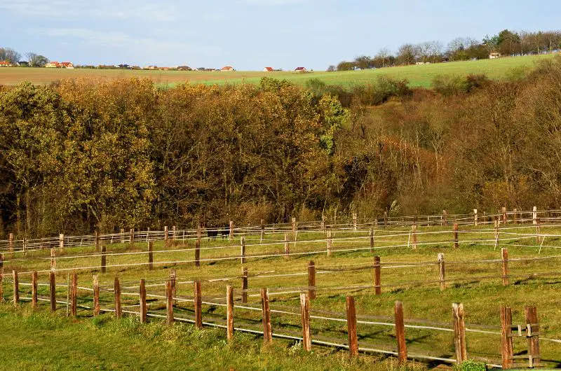 How Many Goats Should You Have Per Acre? Essential Guide Savvy Farm Life