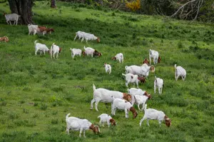 Using Goats To Clear Land Guide