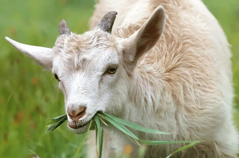 Do Goats Eat Cans? The Answer Might Surprise You Savvy Farm Life