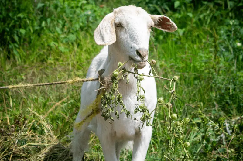 Do Goats Eat Cans? The Answer Might Surprise You Savvy Farm Life