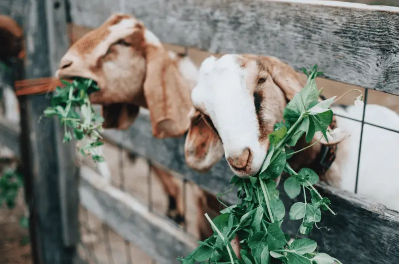 Using Goats To Clear Land Best Breeds, How Long It Takes & More