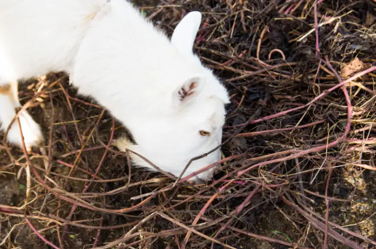 Do Goats Eat Cans? The Answer Might Surprise You Savvy Farm Life