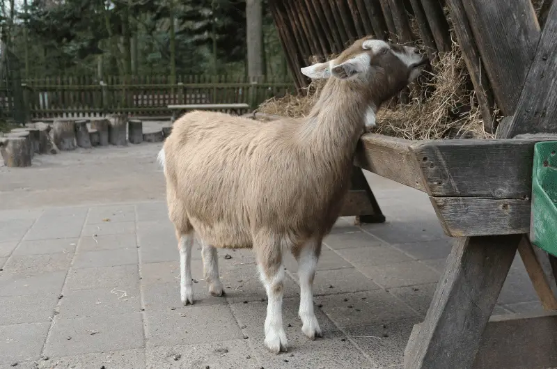 Do Goats Eat Cans? The Answer Might Surprise You Savvy Farm Life