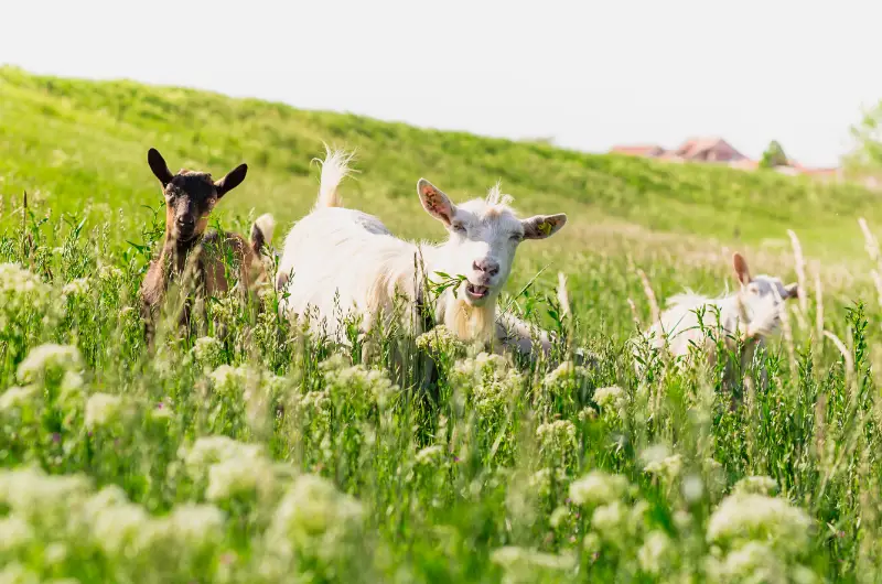 are-goats-friendly-what-you-need-to-know-savvy-farm-life