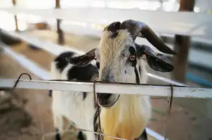 Do goats smell bad?