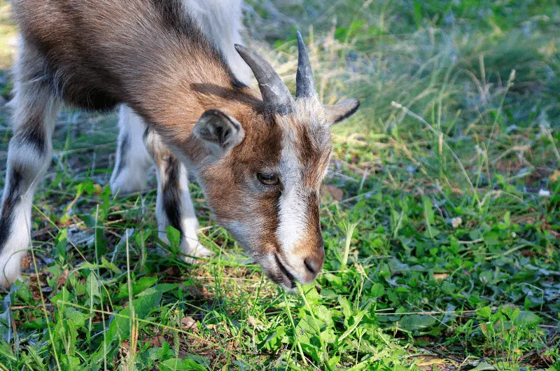 Using Goats To Clear Land Best Breeds, How Long It Takes & More Savvy Farm Life