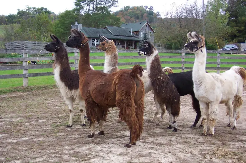 Are Llamas Dangerous? What You Need To Know Savvy Farm Life