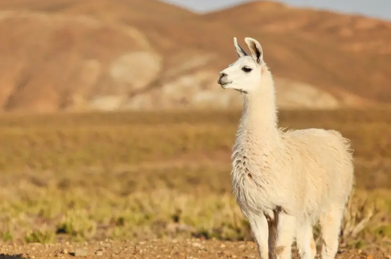 Are Llamas Dangerous? What You Need To Know Savvy Farm Life