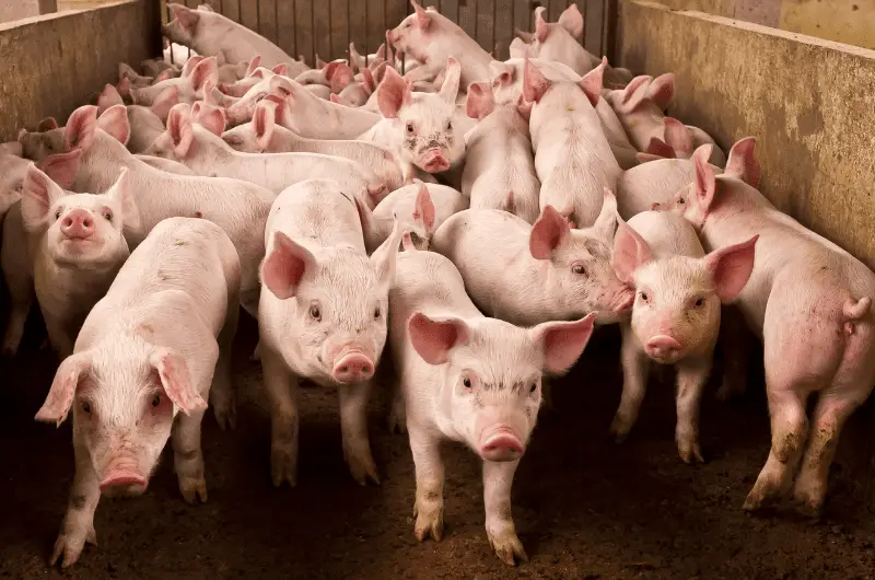 How Many Pigs Should You Have Per Acre? Essential Guide Savvy Farm Life